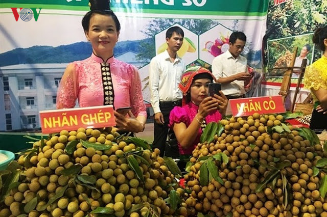 Dự kiến xuất khẩu 8.100 tấn nhãn Sơn La năm 2019