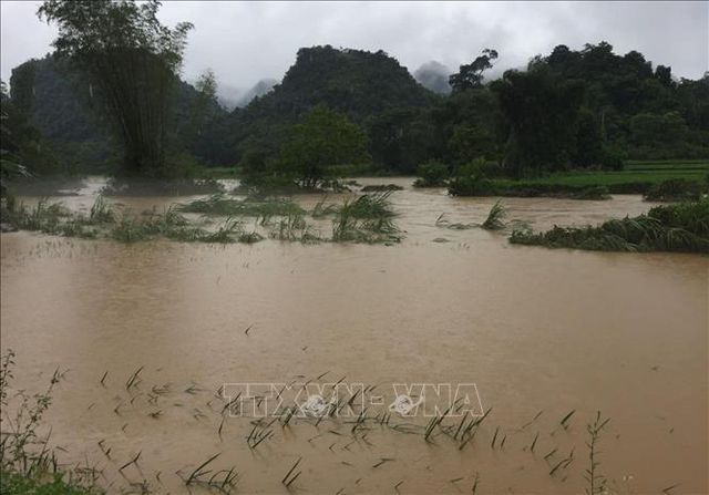 Mưa lớn gây ngập hơn 900 ngôi nhà, 1.000ha lúa và hoa màu