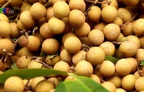 Khai mạc tuần lễ nhãn và nông sản an toàn tỉnh Sơn La năm 2019 tại Hà Nội