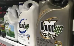 Monsanto tiếp tục đối mặt phán quyết yêu cầu bồi thường