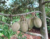 Xuất khẩu nông sản đạt hơn 23 tỷ USD