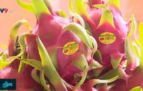 Hội thảo tìm giải pháp phát triển chuỗi giá trị thanh long