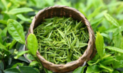 Trà xanh Việt dẫn đầu thị trường Pakistan