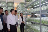 Phát triển mạnh các sản phẩm chiết xuất từ sâm Ngọc Linh