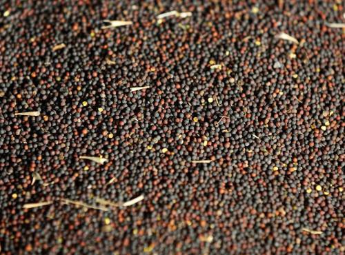 Cuộc chiến cải dầu: Canada cáo buộc Trung Quốc đóng cửa thị trường vô căn cứ