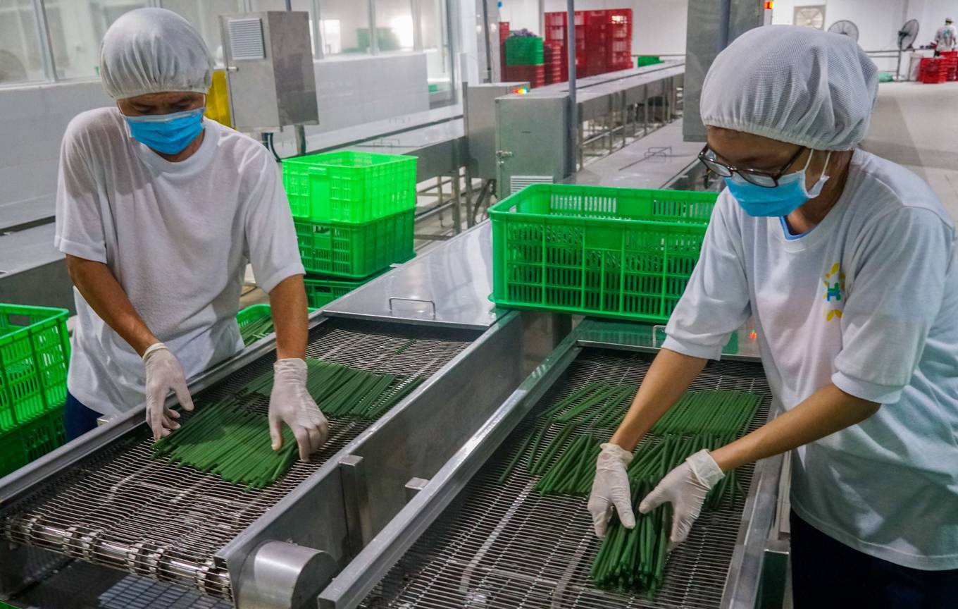 Sản xuất ống hút từ bột gạo ở miền Tây