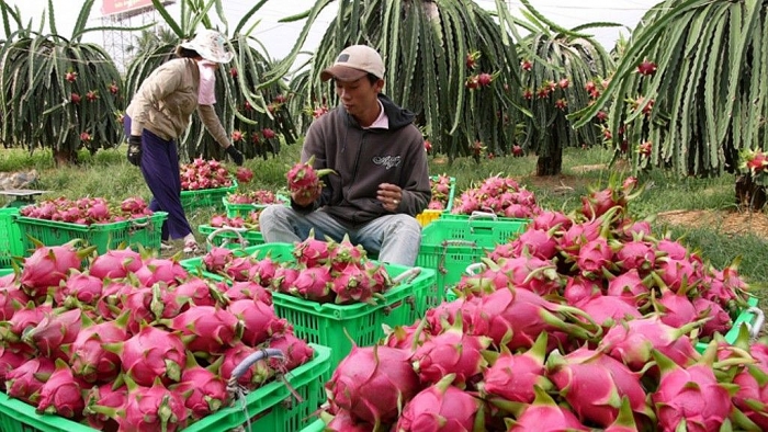 Bộ Công Thương khuyến cáo doanh nghiệp về tình trạng ùn ứ trái cây xuất khẩu sang Trung Quốc