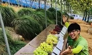 Cách nhà vườn Nhật sản xuất nho xa xỉ