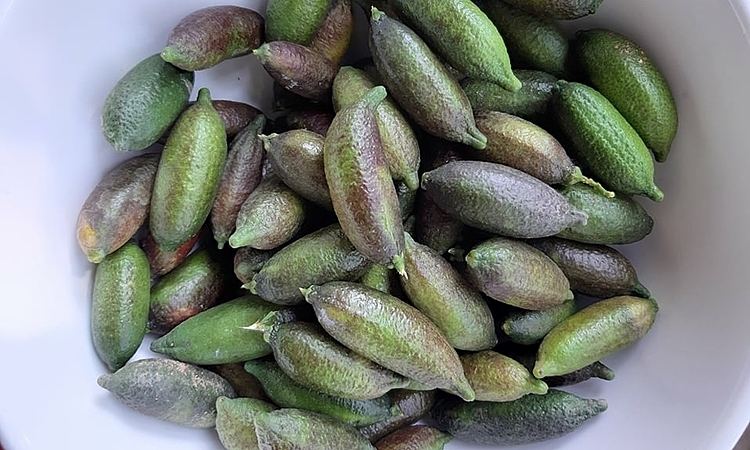2 triệu đồng một kg chanh ngón tay