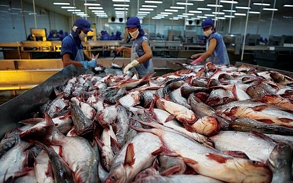 Cá da trơn Việt đã rộng đường “bơi” sang Mỹ