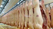 Dự báo giá heo hơi ngày 15/11: Kỉ lục 80.000 đồng/kg sẽ thiết lập?