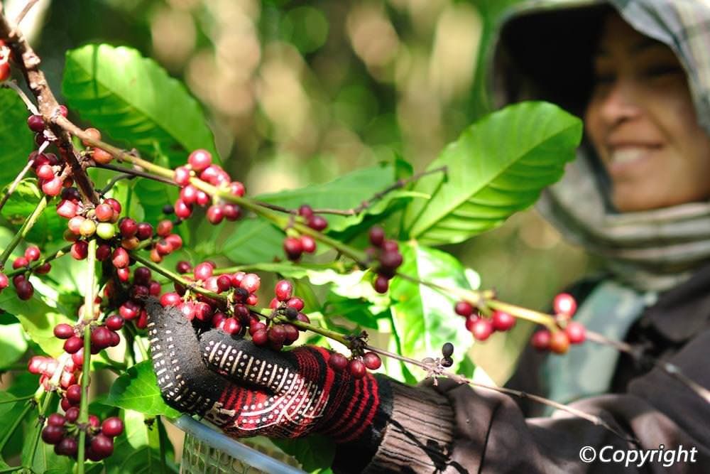 OrientKafe: Tinh tế từ giọt cà phê
