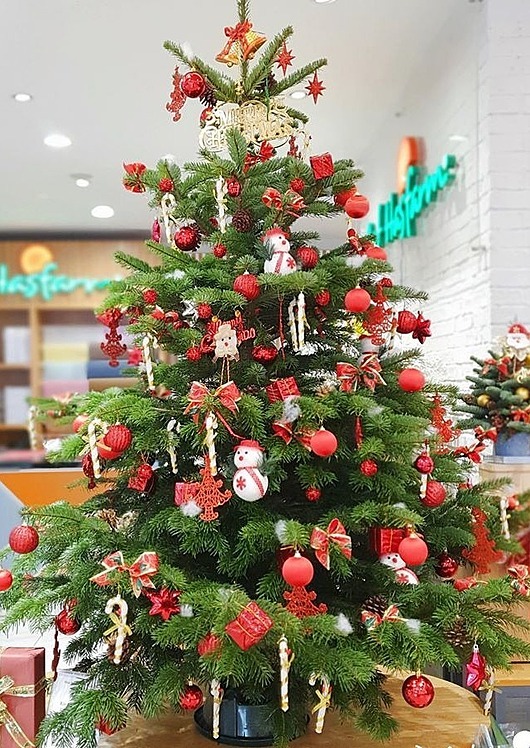 Thông thật giá tiền triệu đắt khách mùa Noel