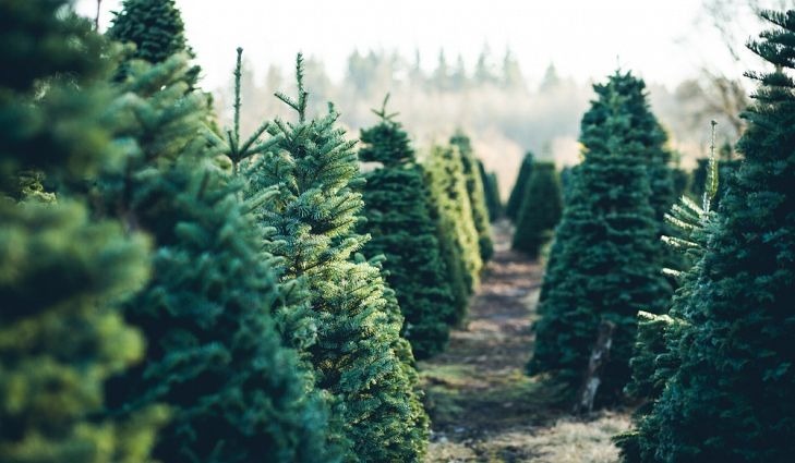 Thông thật giá tiền triệu đắt khách mùa Noel