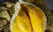 Sầu riêng Việt tìm cơ hội ở Australia