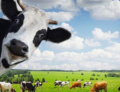 Thêm một vụ thâu tóm “thần tốc” Vinamilk đã kiểm soát Sữa Mộc Châu?
