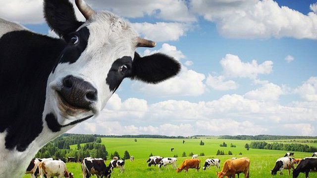 Thêm một vụ thâu tóm “thần tốc” Vinamilk đã kiểm soát Sữa Mộc Châu?