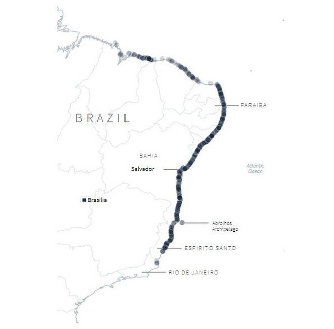 4.400 km bờ biển Brazil chết vì thủy triều đen bí ẩn