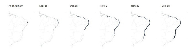 4.400 km bờ biển Brazil chết vì thủy triều đen bí ẩn