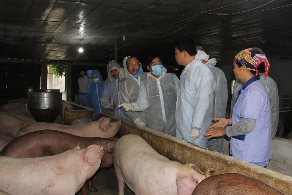 Bán 1 con lợn thu nửa cây vàng, nông dân kể chuyện