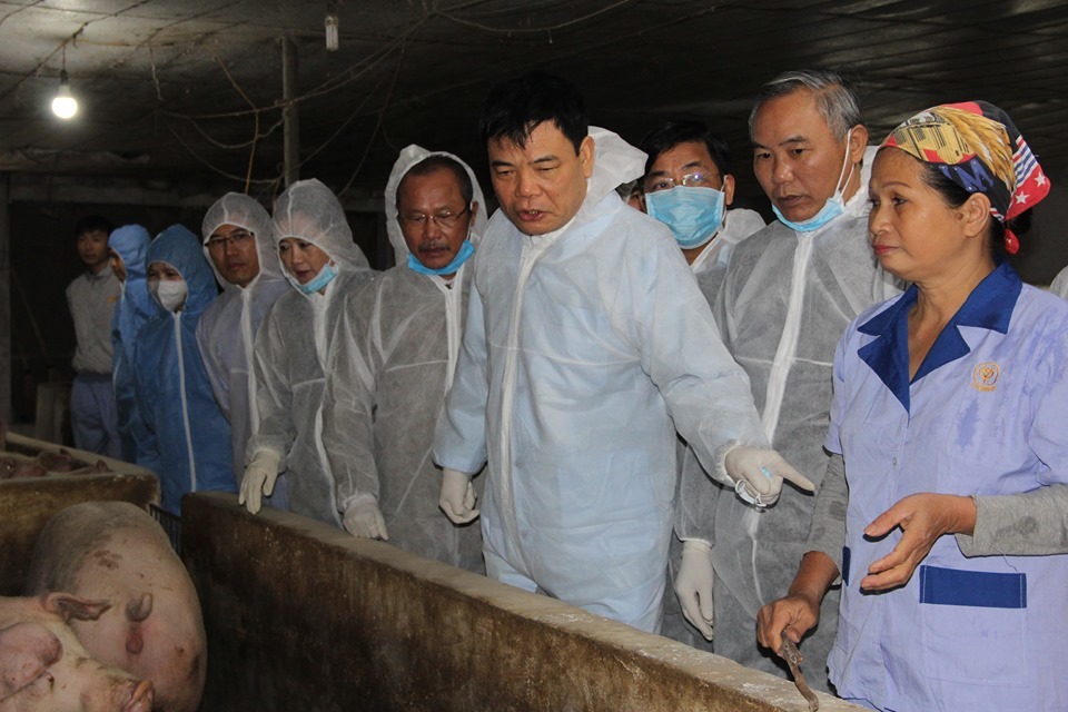Bán 1 con lợn thu nửa cây vàng, nông dân kể chuyện