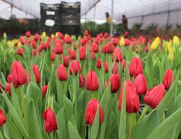 Trồng hoa tulip bán dịp Tết mang lại lợi nhuận kinh tế cao