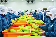 Kim ngạch xuất nhập khẩu năm 2019 cán mốc 500 tỉ USD, đánh dấu năm xuất siêu thứ 4 liên tiếp
