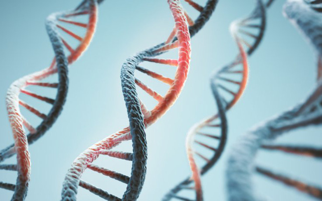 Tuổi thọ của các loài động vật được định sẵn trong DNA, và loài người chỉ thọ 38 năm mà thôi