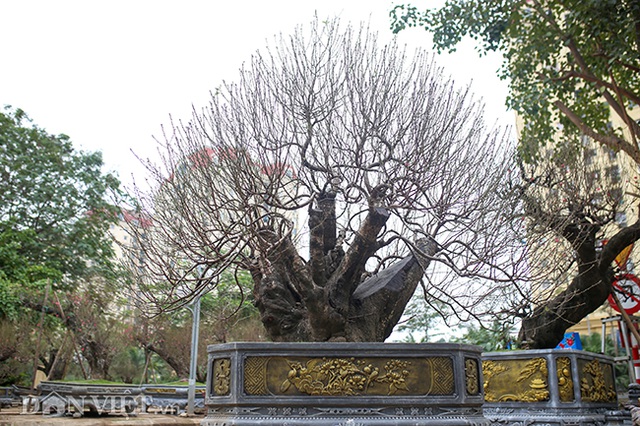 Hà Nội xuất hiện gốc đào "khủng" có giá cho thuê 100 triệu đồng dịp Tết