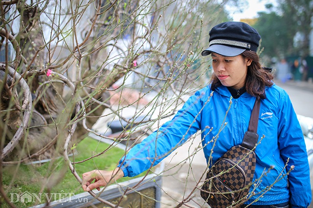 Hà Nội xuất hiện gốc đào "khủng" có giá cho thuê 100 triệu đồng dịp Tết