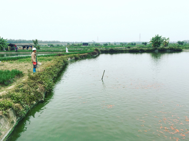 Đỏ rực cả làng, hàng tấn cá chép chuẩn bị Tết ông Táo