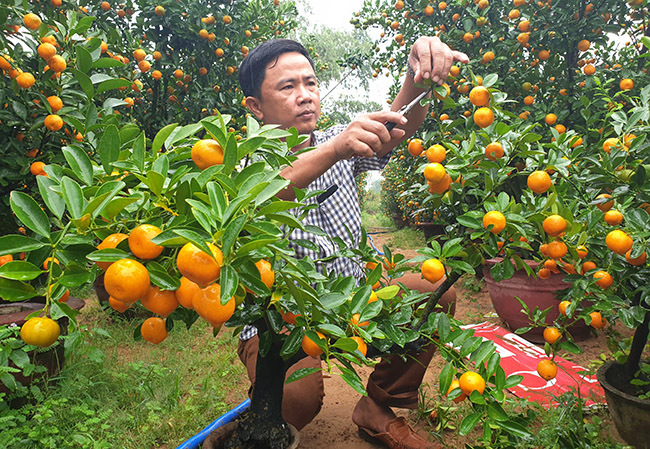 Trồng quất tiểu cảnh thu trăm triệu đồng dịp Tết