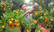 Trồng quất tiểu cảnh thu trăm triệu đồng dịp Tết