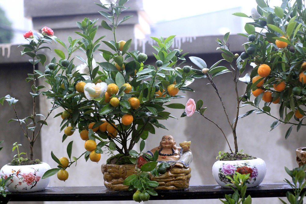 Đặc sản Hà thành thỏi vàng trên cây, 'hàng độc' để ngắm không ăn