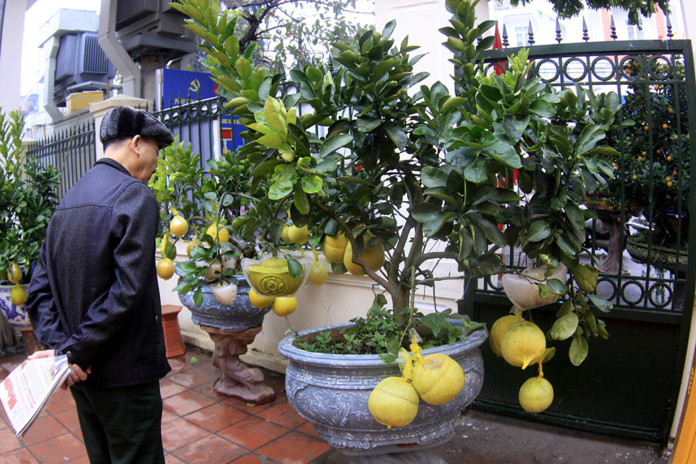 Đặc sản Hà thành thỏi vàng trên cây, 'hàng độc' để ngắm không ăn