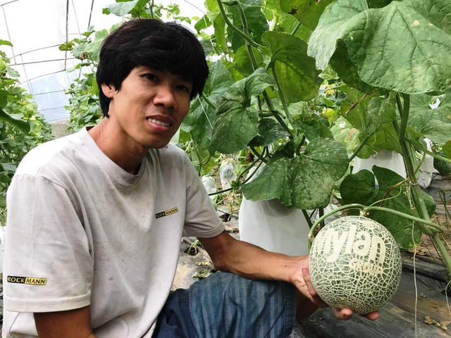 Dưa lưới khắc chữ thư pháp còn nằm ngoài vườn đã “cháy hàng”