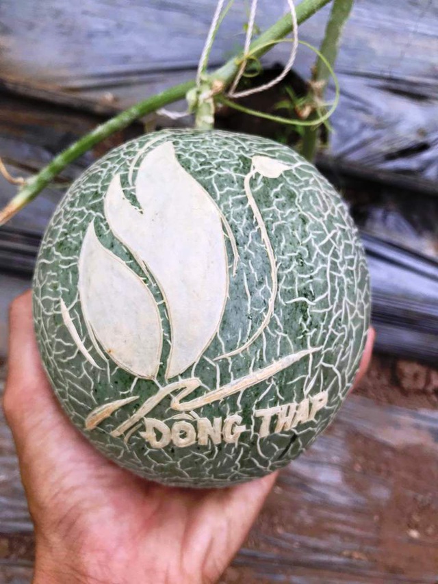 Dưa lưới khắc chữ thư pháp còn nằm ngoài vườn đã “cháy hàng”