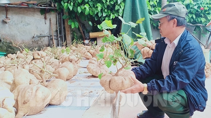 Độc đáo: Làng quê chơi Tết bằng củ đậu siêu to khổng lồ