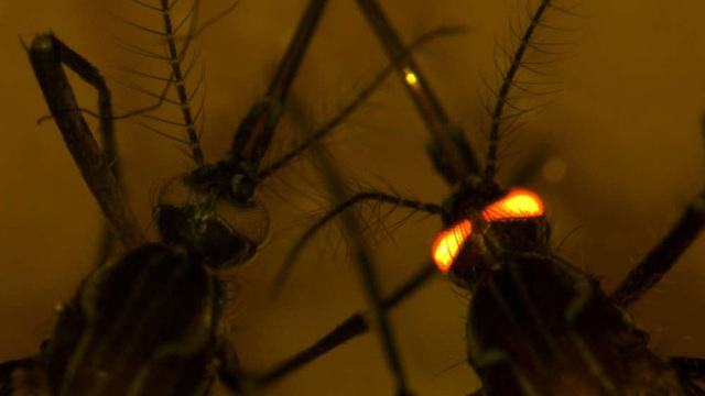 Biến đổi gene ở muỗi mở ra hy vọng kháng 4 loại sốt xuất huyết