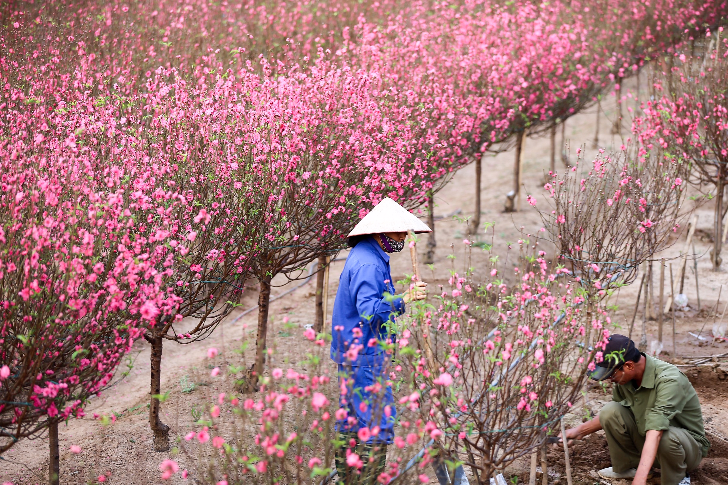 Đào Nhật Tân khoe sắc đón xuân
