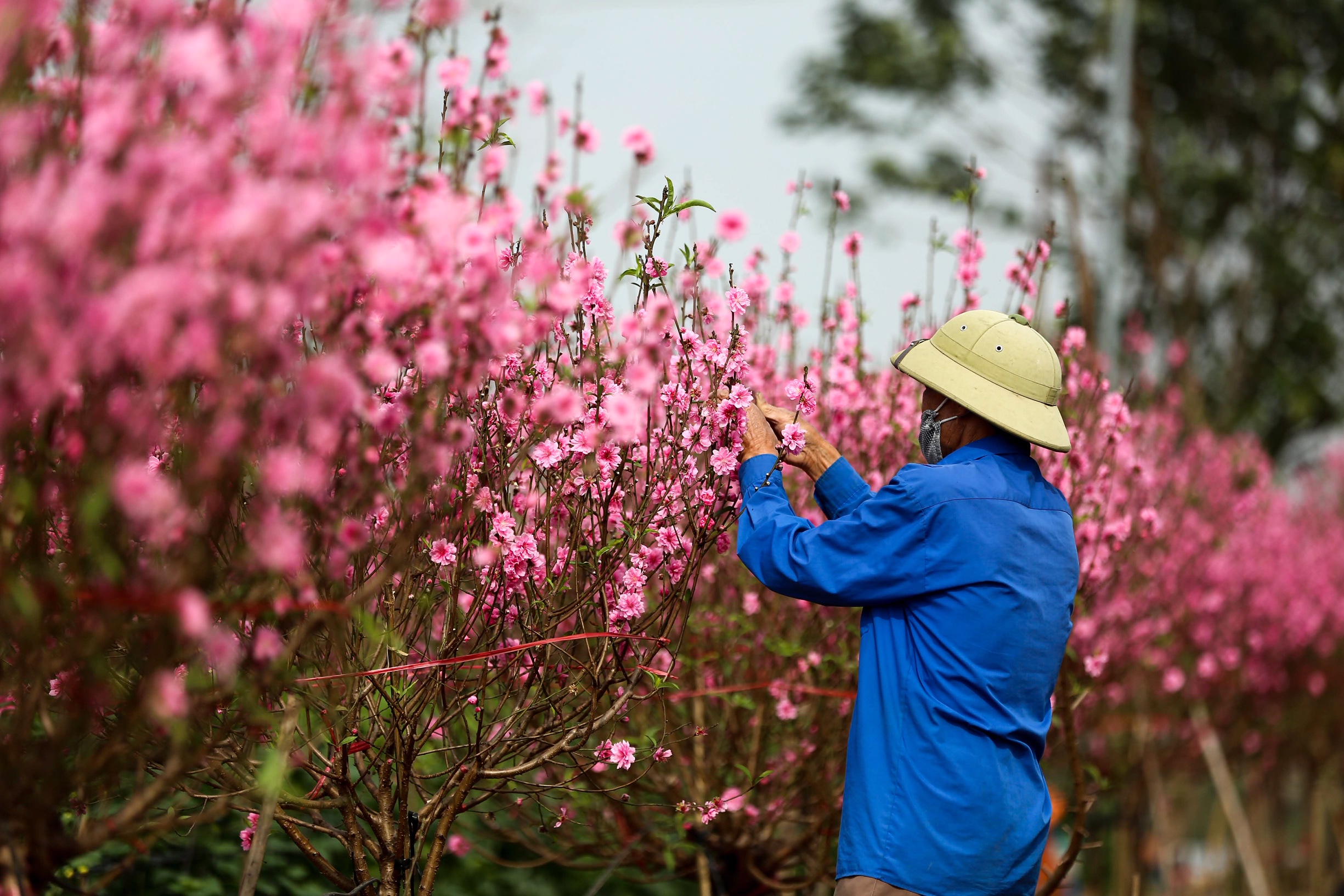 Đào Nhật Tân khoe sắc đón xuân