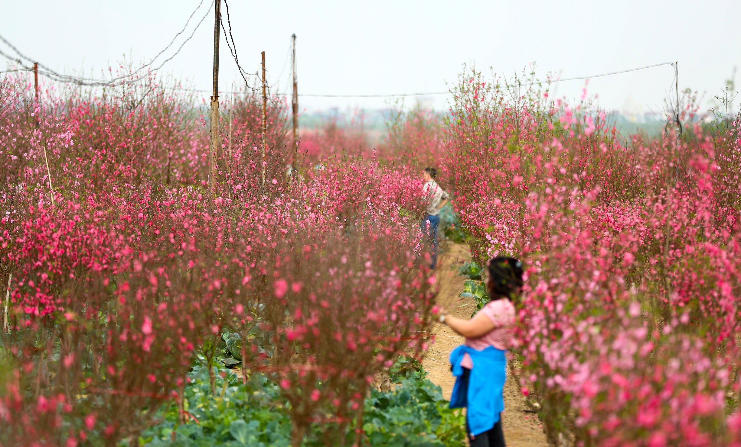 Đào Nhật Tân khoe sắc đón xuân