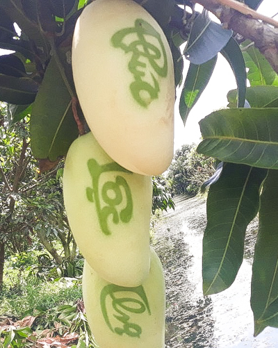 Xoài in thư pháp giá 350.000 đồng một trái