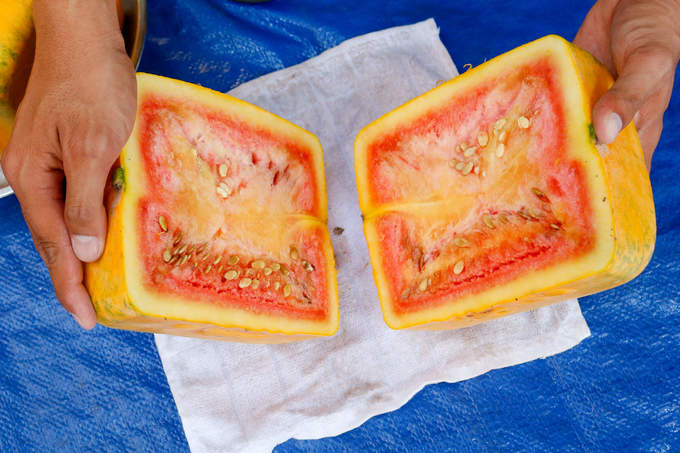 Dưa 'khổng lồ' chưng Tết