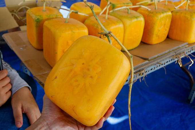 Dưa 'khổng lồ' chưng Tết