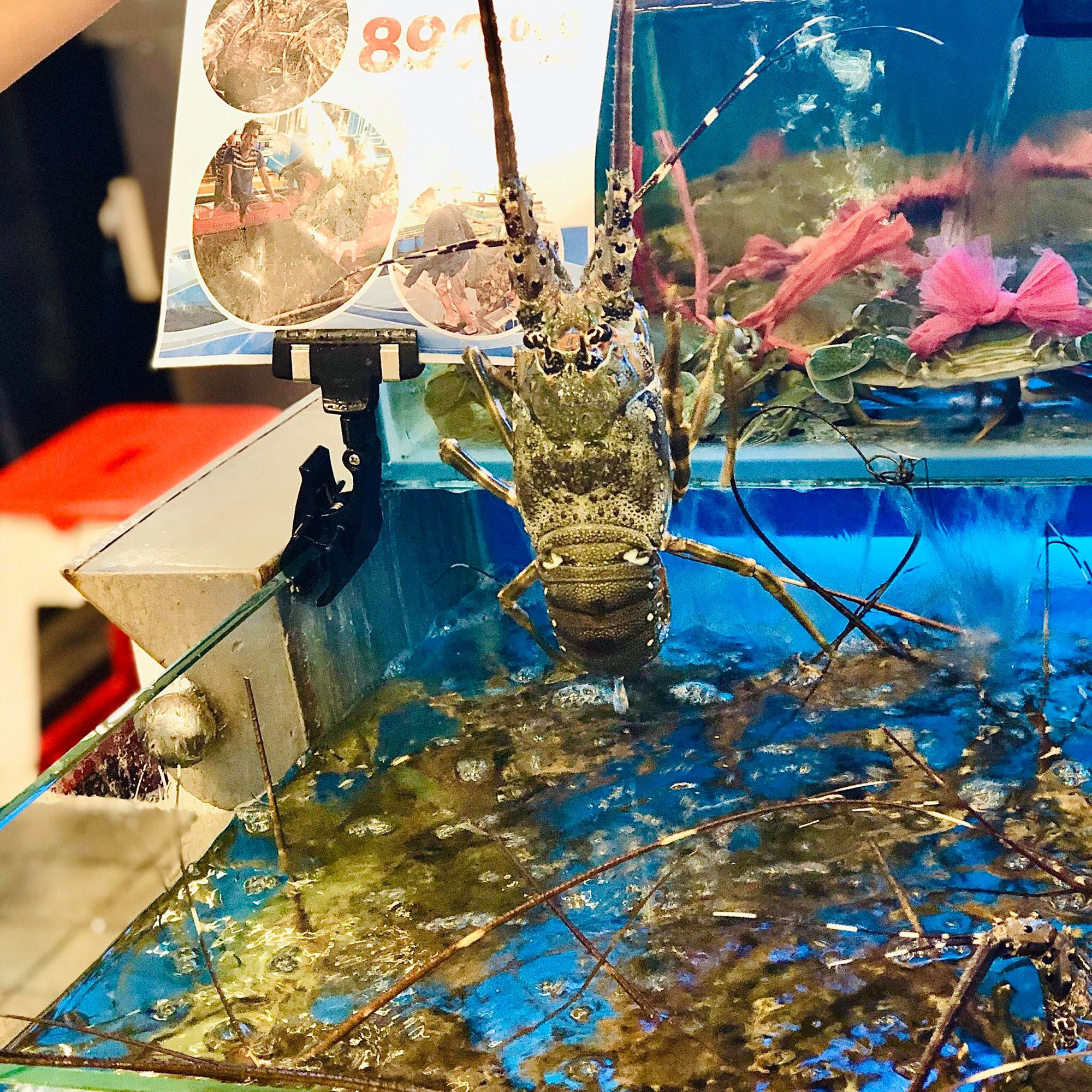 Tôm hùm trở thành mặt hàng giải cứu cháy hàng vì giá giảm sâu