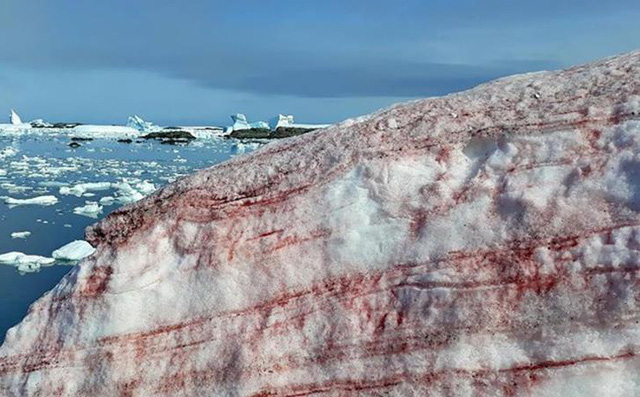 Tuyết máu kỳ lạ xuất hiện ở Nam Cực