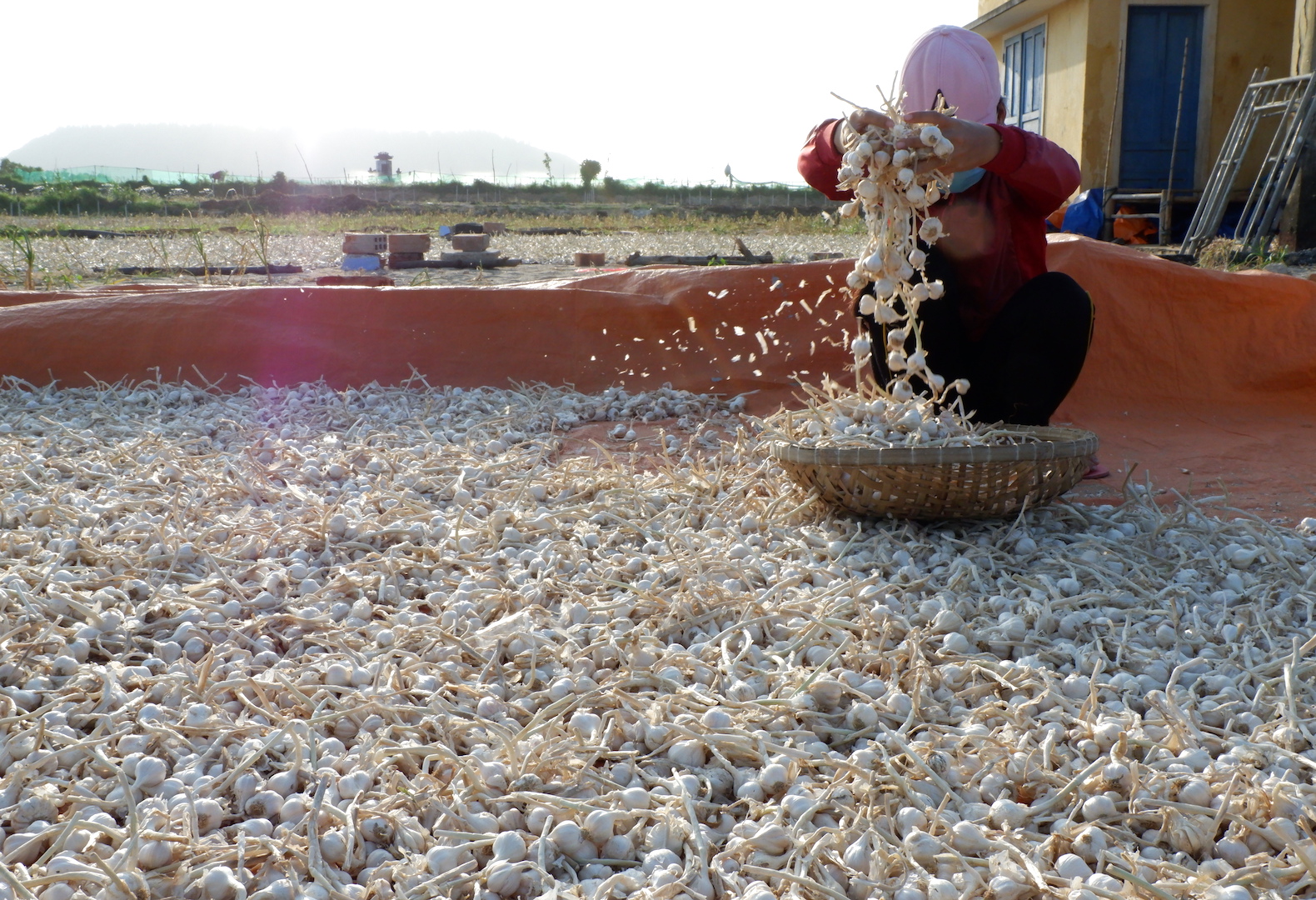 Phát triển nông nghiệp sạch trên “đảo tỏi” Lý Sơn
