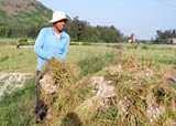 Phát triển nông nghiệp sạch trên “đảo tỏi” Lý Sơn