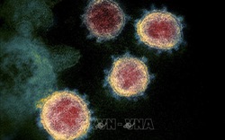 Các nhà khoa học Hà Lan phát hiện ra kháng thể có thể vô hiệu hóa virus SARS-CoV-2